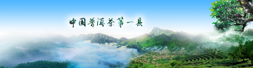云南勐海：全县茶叶面积达905956亩，综合产值达150.2亿元